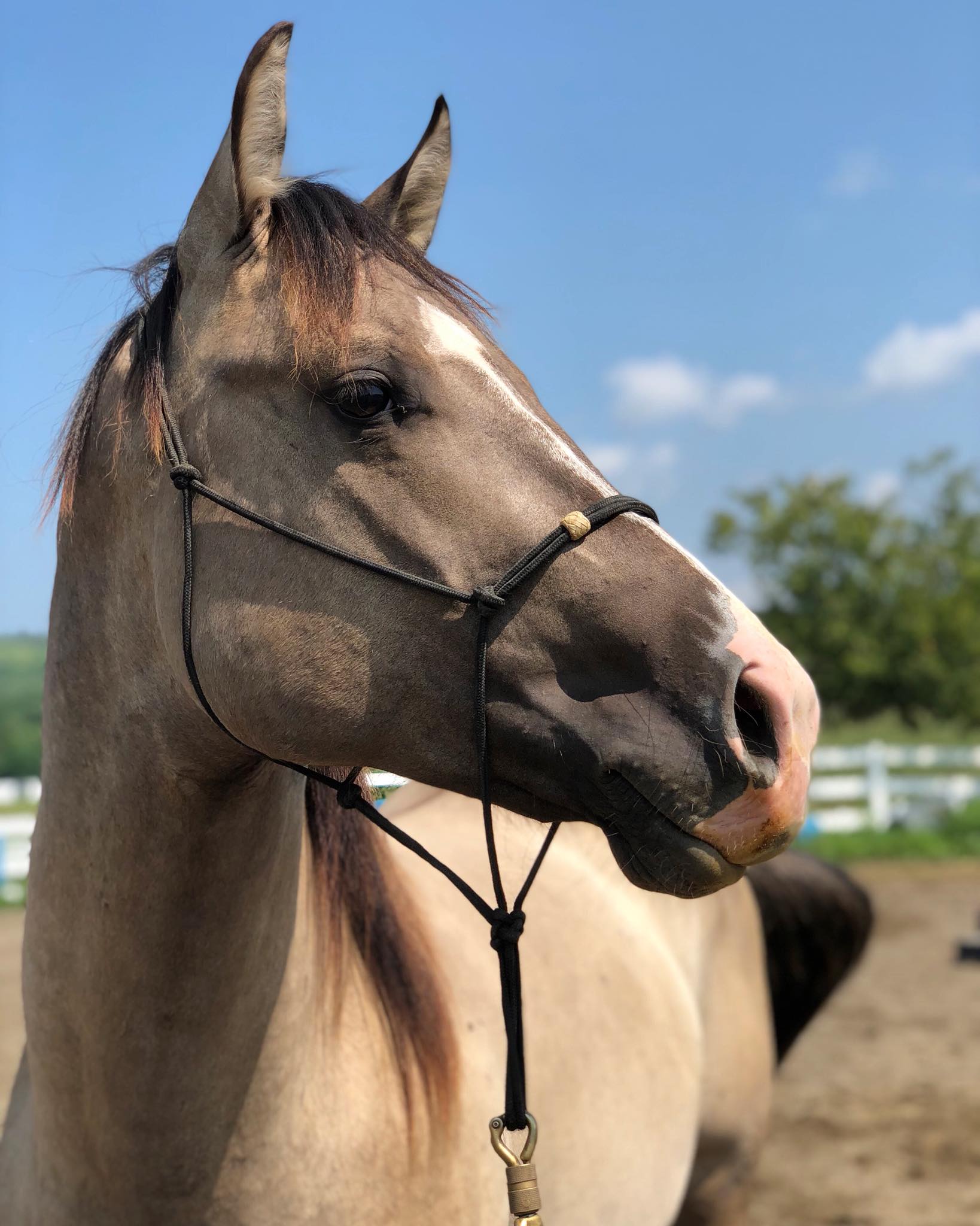 Vanzi Bars N Stripes - AQHA Quarter Horse Grullo Stallion